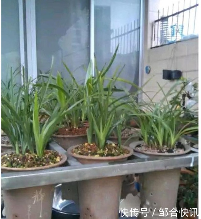 兰花也爱美，保湿工作做得好，兰花长得娇又俏，值得一试。