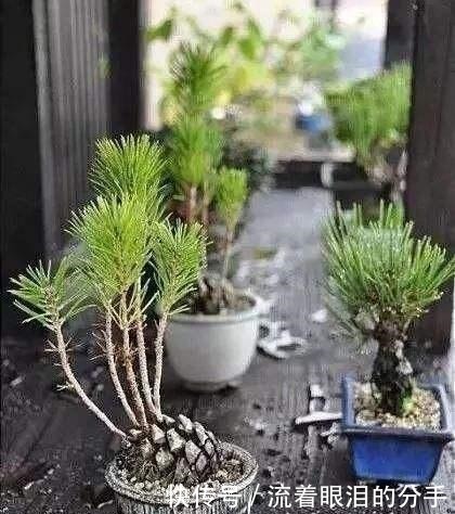 冬天出门“溜一圈”，看到“它们”捡回家，全都是养花宝贝！