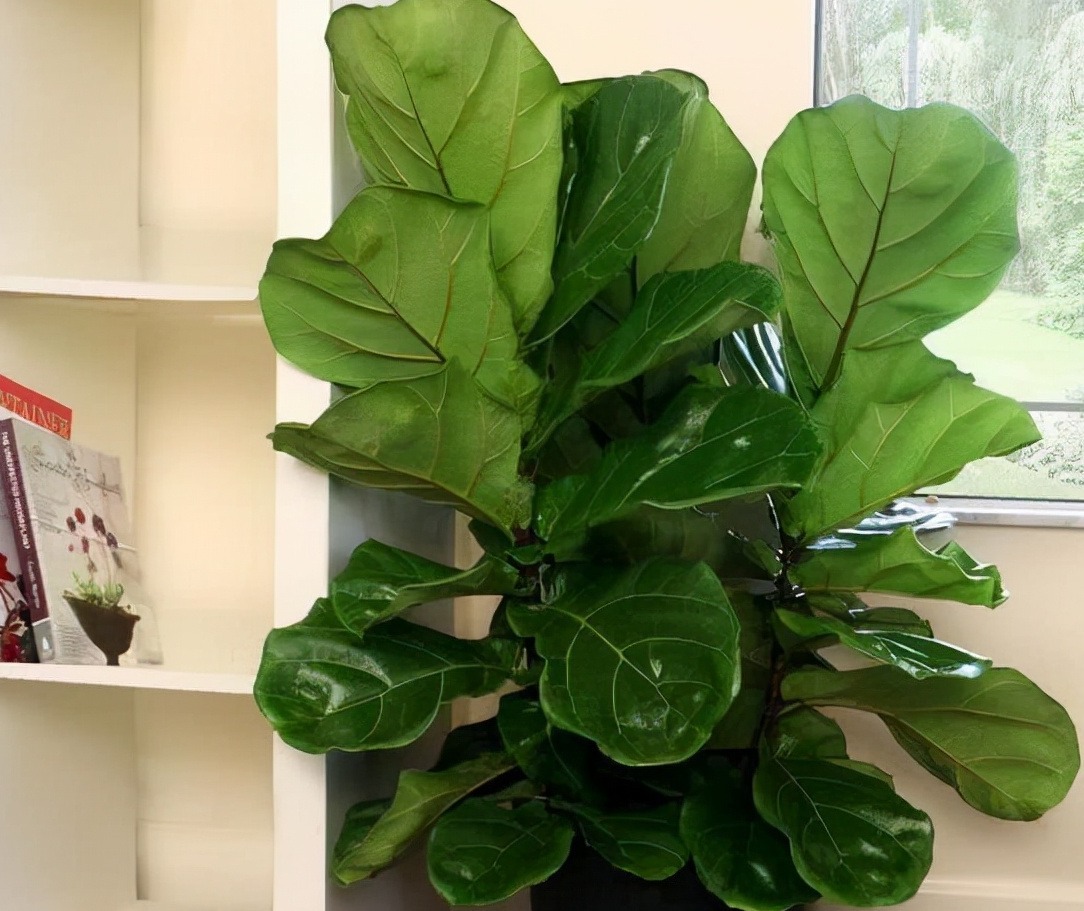 “客厅见叶,家大业大”,8种盆栽任选一种,高雅“贵气”寓意好