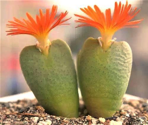  娇艳|石生花，绝美娇艳！