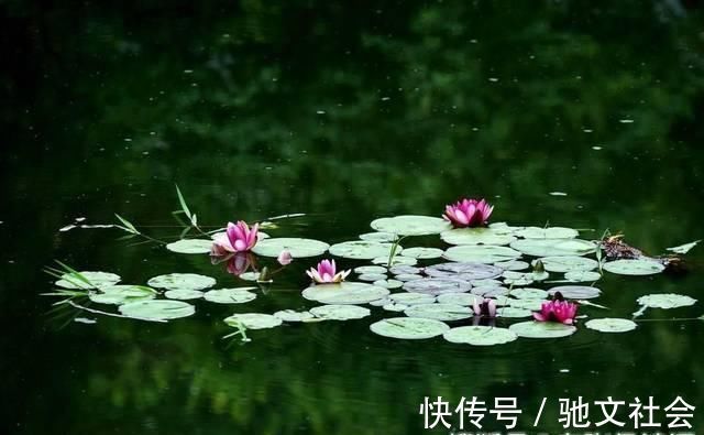 古诗$一首唐诗以一语双关闻名,你可以不会背,但最后7字却写进你心里