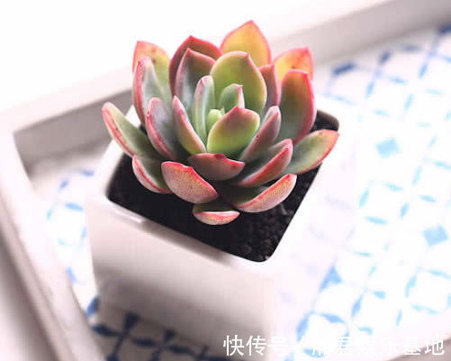 多肉绮罗怎么养更美观教你3个小妙招,养出鲜艳又红润的绮罗