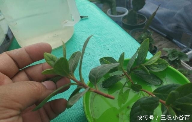 这是“天然”生根剂，路边捡一把，泡在水里，生根快速，浇花也旺