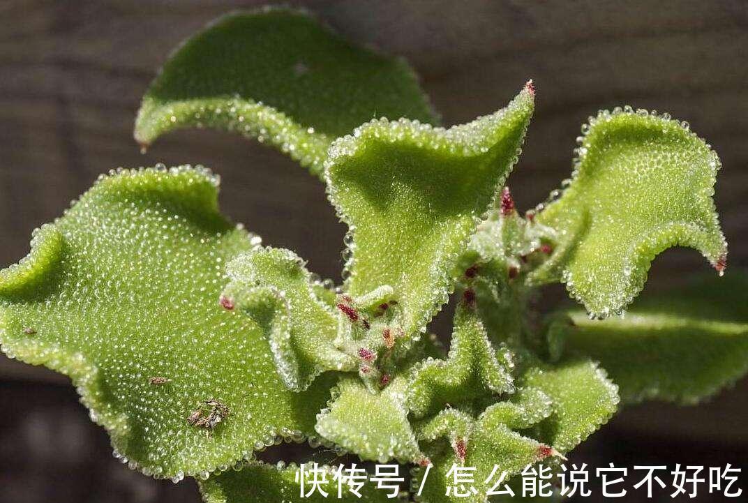 蔬菜|叶子上长满“水晶”,在非洲被当做肥皂,引进我国后20元一斤