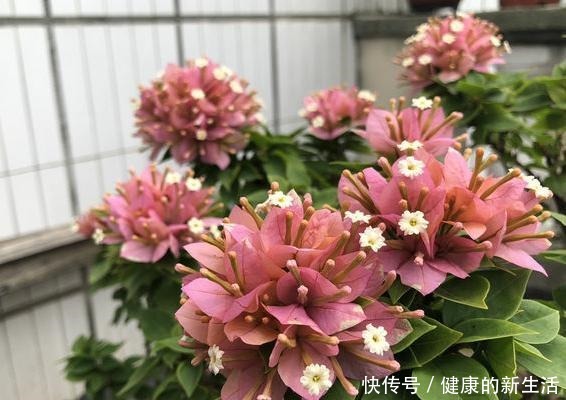 5种花最省心,皮实、好养、漂亮,基本上全年都在开花!