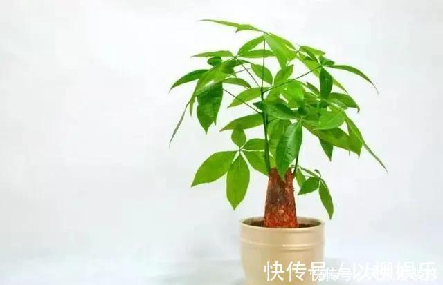 光合作用|家里什么植物都可以不养，唯独这4种花万万要摆，身体越住越健康