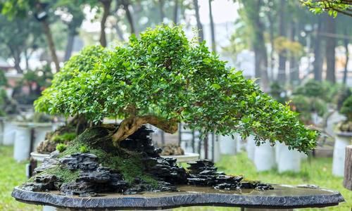  下雨|喜欢下雨天的8种花，下雨扔外面，越淋雨生长越旺盛，开花越多