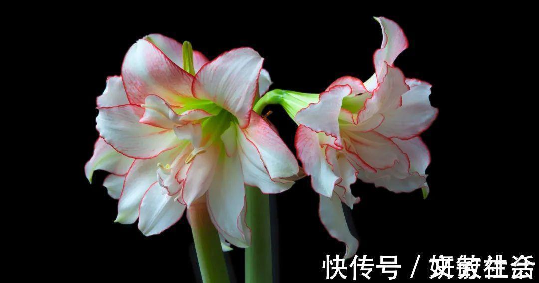 家里养盆朱顶红,开花个个比脸大,牛年养它“注定红”!