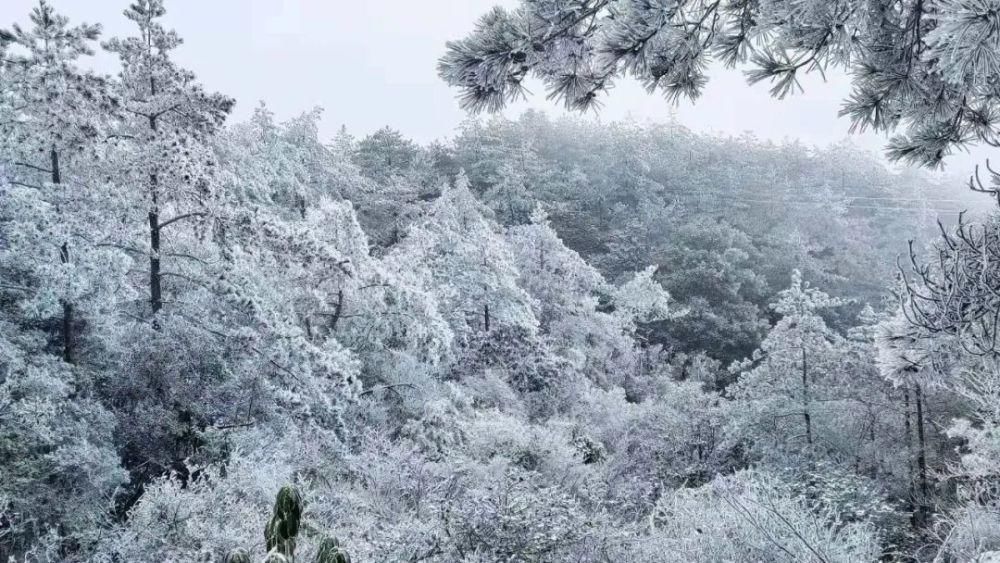 闽北雪景美图合集来啦～真正银装素裹，宛若琉璃世界！