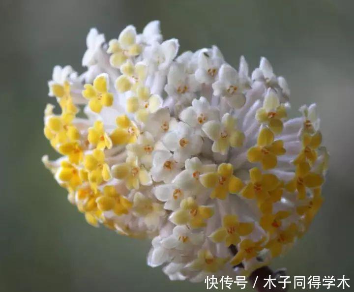 打结花！真漂亮啊！