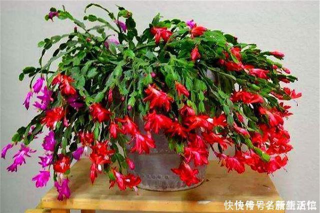 蟹爪兰花后总是叶子干瘪打蔫3个“笨办法”,下一波爆炸式开花