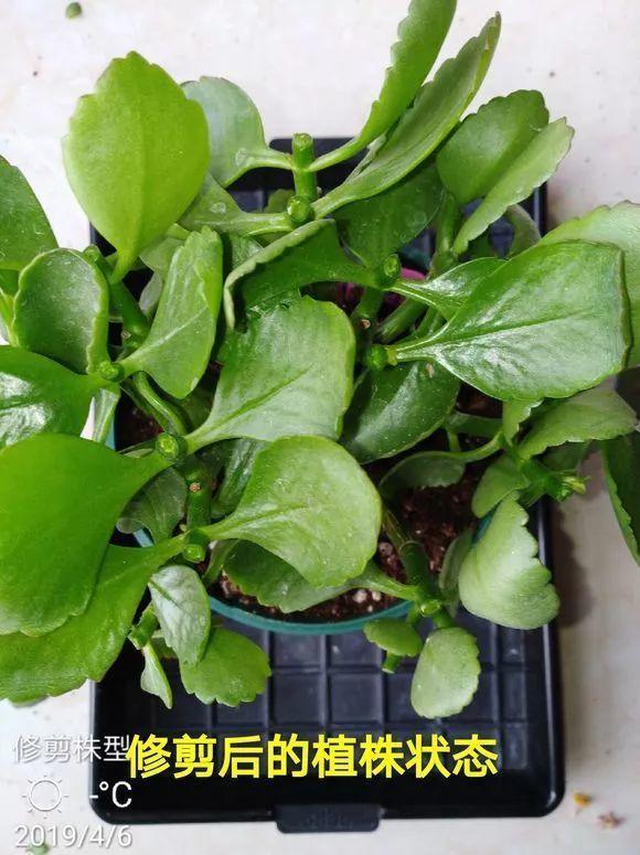 长寿月季花后赶紧剪一刀,剪完就开花,一直剪一直开!