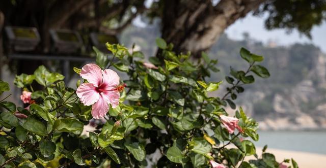 扶桑花|才知道,以下的花,养殖简单,开花漂亮,花期还长,一定要养几盆