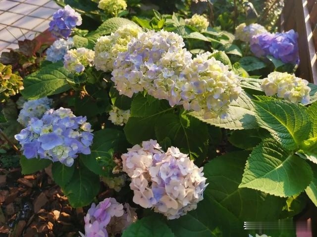 圆滚滚的绣球，瀑布般的花墙，这届花友也太会种花了吧