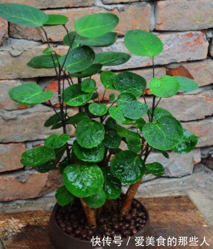 农历9月21日霜降后,养什么花?以下3种花,平平安安招财纳福