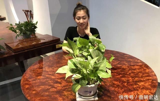 千年树王正在消失！当地木工后悔不已：被金钱蒙蔽了双眼