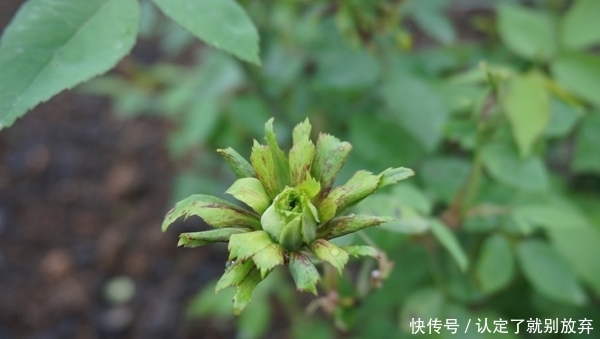 “上海赏花图鉴”：奇花异草都在这里呀