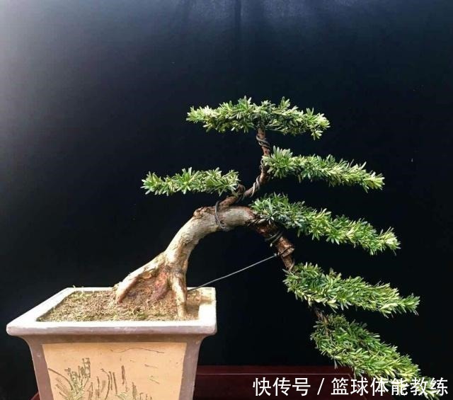 罗汉松你了解多少如何养护怎样制成美丽盆景!