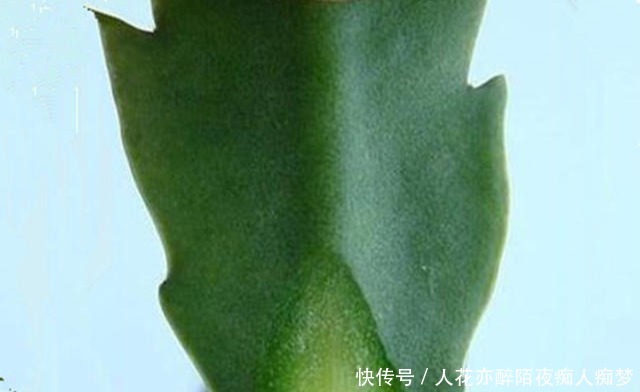 嫁接蟹爪兰长成大树太漂亮,手把手教给你,新手也养得好