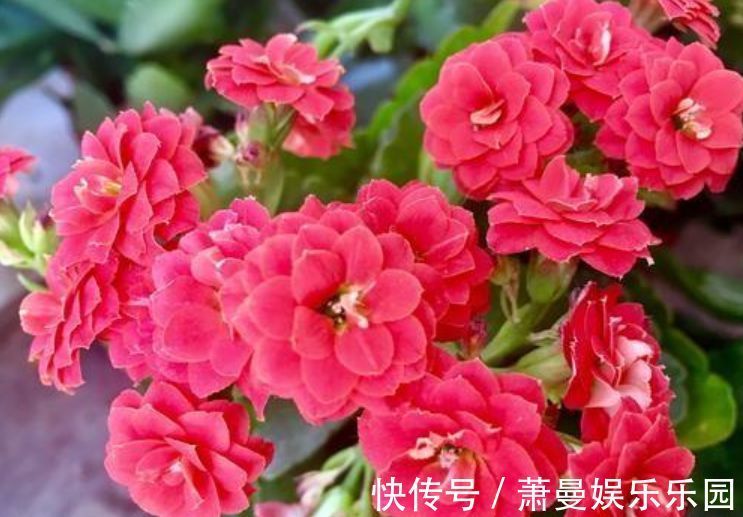 长春花|二月初二，家中养上4种“富贵花”，开花吉祥又喜庆，时来运转
