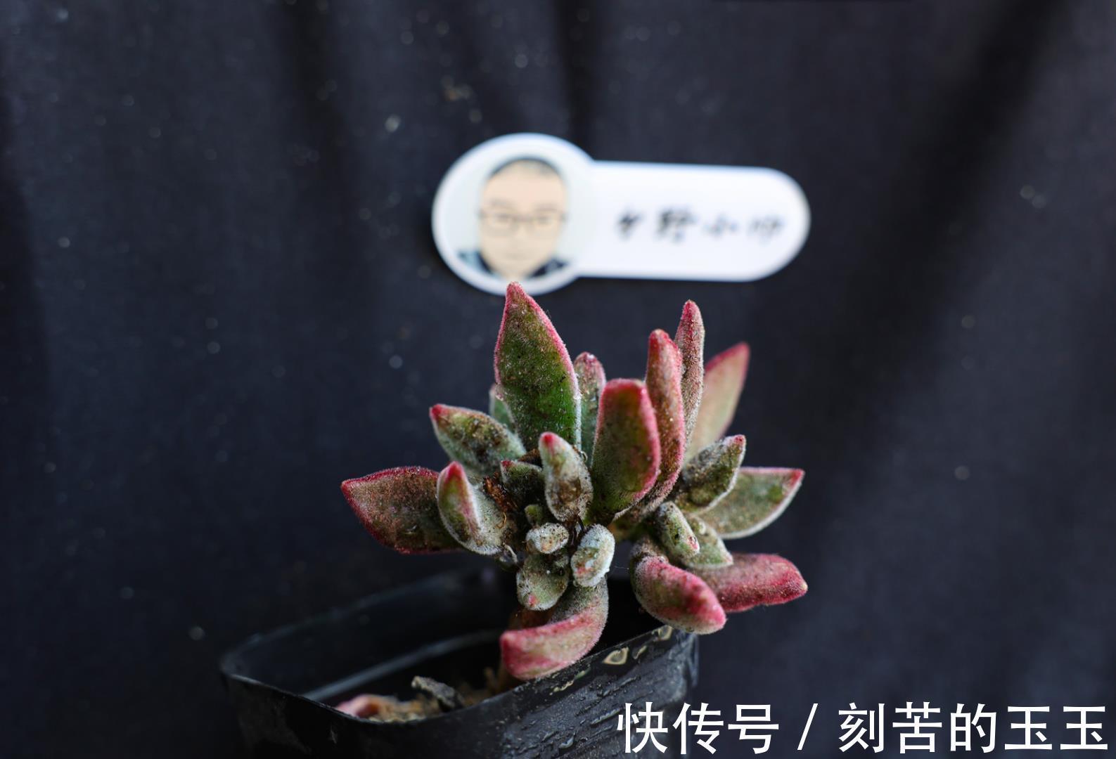 美美|那些美美的多肉,都是这样杂交出来的,小帅告诉你多肉杂交的奥秘