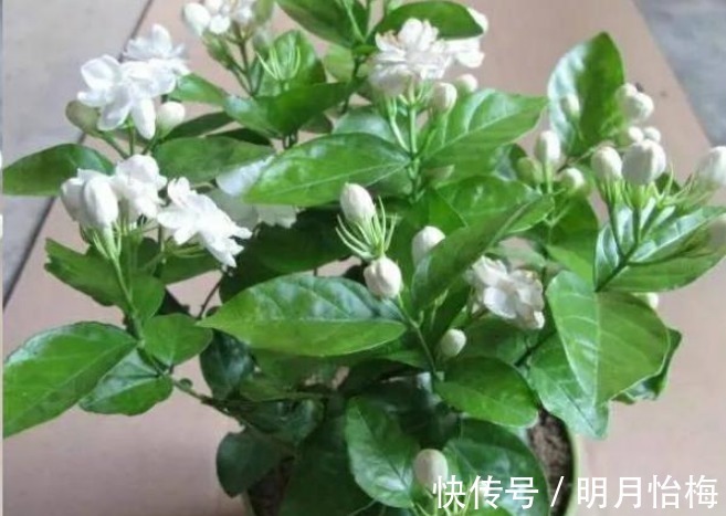 维生素b12|想要“茉莉花”开花多，做好“三点”，轻松爆满盆，满屋飘香！