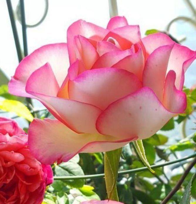 养花就养这四款,花期长开花多,阳台轻松变成小花园