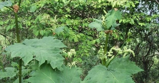 泻药|大黄农村遍地都是,不是人参胜似“人参”,竟然还能拿去卖钱呢