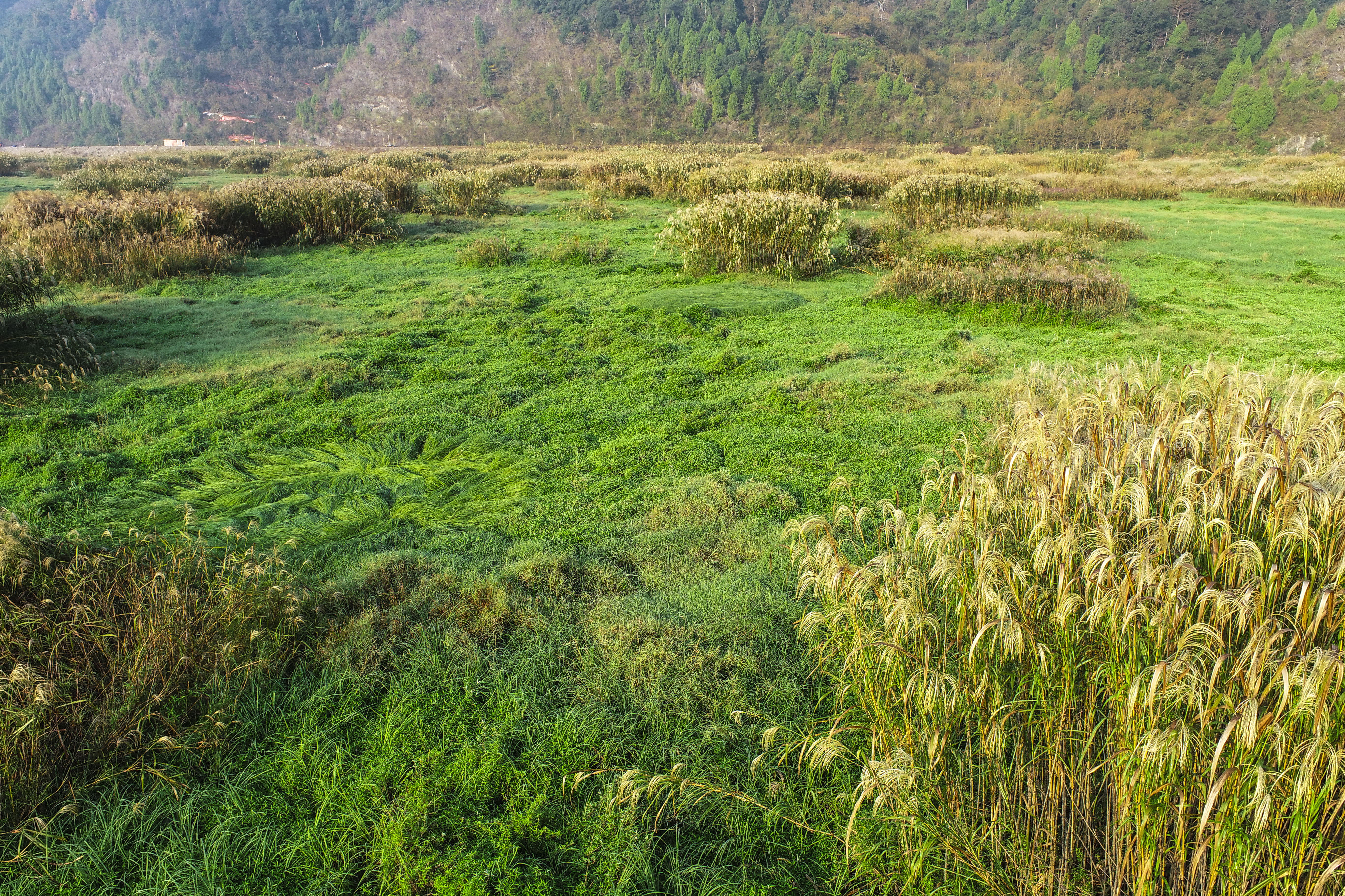 龙须草|淳安乡村湿地美如画