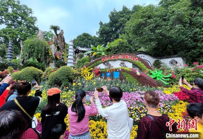 福州|1000多种菊花亮相福州金秋菊花展