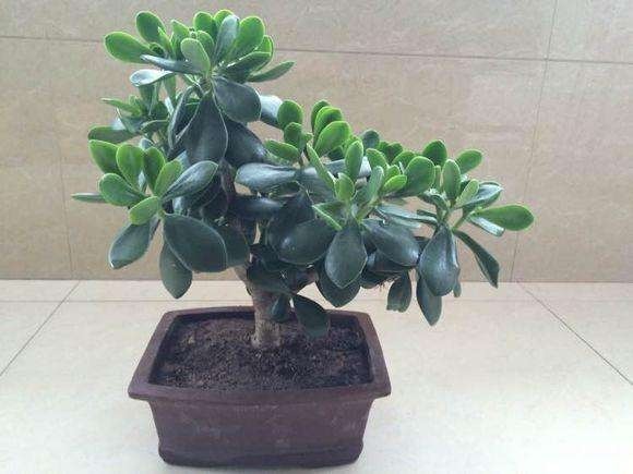 养花新手就选这几种花,价格很便宜,养不活也不心疼