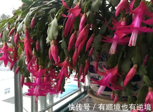 秋养君子兰、蟹爪兰、大花蕙兰，天凉后做好这些，嗖嗖地开花