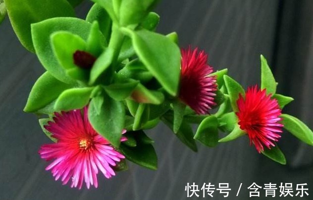 养“牡丹吊兰”乱浇水可不行,改用这样去浇灌,叶片饱满,花更多