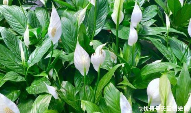 生物净化器|养花就养4种花，家里养一盆，甲醛、二手烟全跑光！