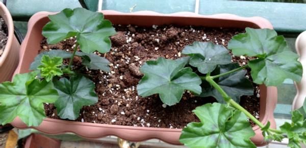 怎么打理好远离“故土”的天竺葵？这么盆栽，开花既漂亮又持久