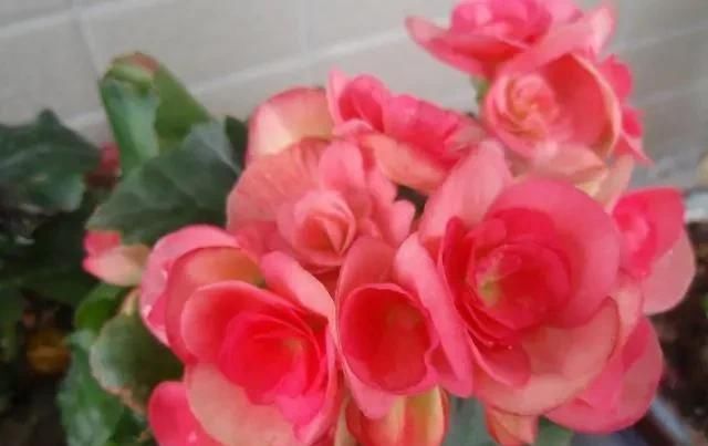 春季养护|三月初,这“四朵花”任意养长,枝叶绿,花开,一年到头都在开花