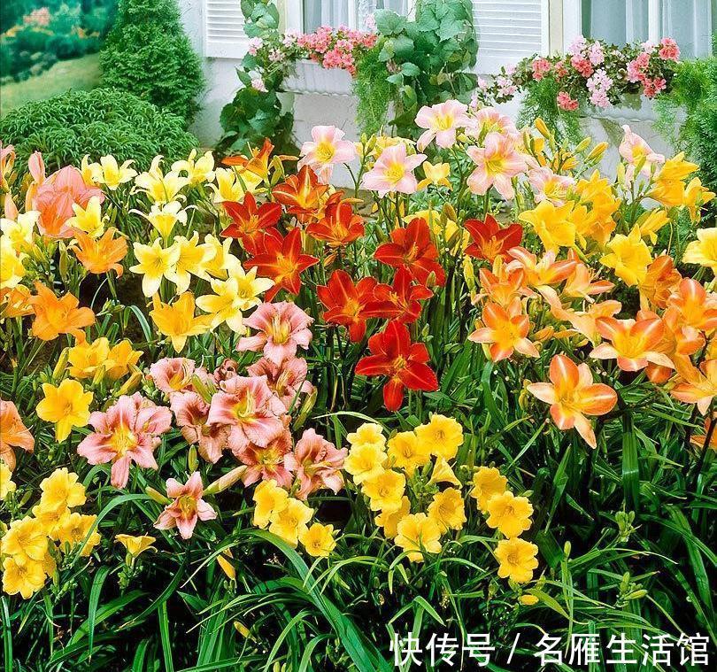 6种“漂亮花”,农村特别多,种一棵就开成花海,秋天赶快种起来