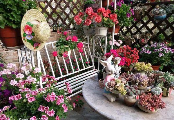 养花技巧:大冬天,她家的小院开满200盆花,全家人过年围着看!