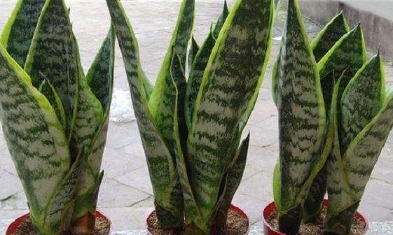 养虎皮兰，喂2种料，注意2个细节，叶片壮实，过冬更省心