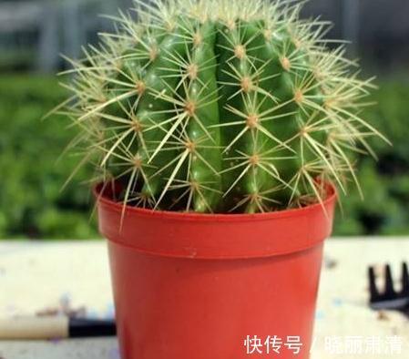 仙人掌不会养,教你4个小妙招,轻松让叶片油绿,肥厚宽大