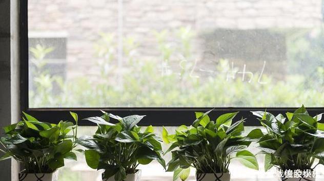 绿萝|太多人不知道,在家里放上这几款植物,既能驱蚊还能吸甲醛