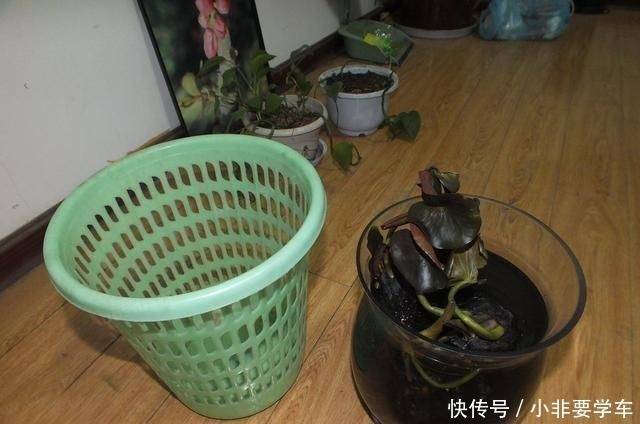 一个垃圾桶,能种出一桶蒜!多到吃不完,以后家里一年都不用买了!