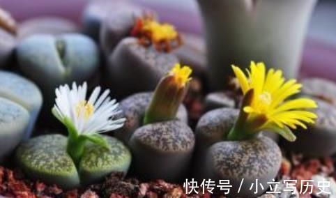 3款高颜值多肉，大部分人都后悔入手，图片好看，养起来很坑