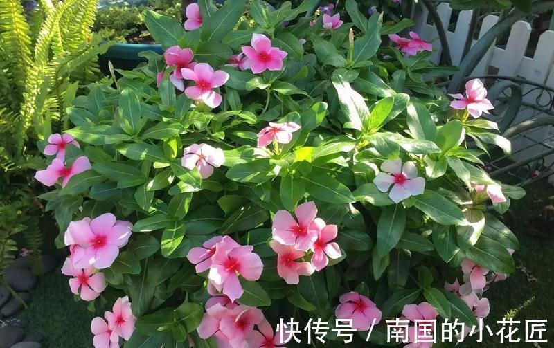 花卉|适合秋季扦插的4种花，掌握住方法，成活率比其他季节高得多