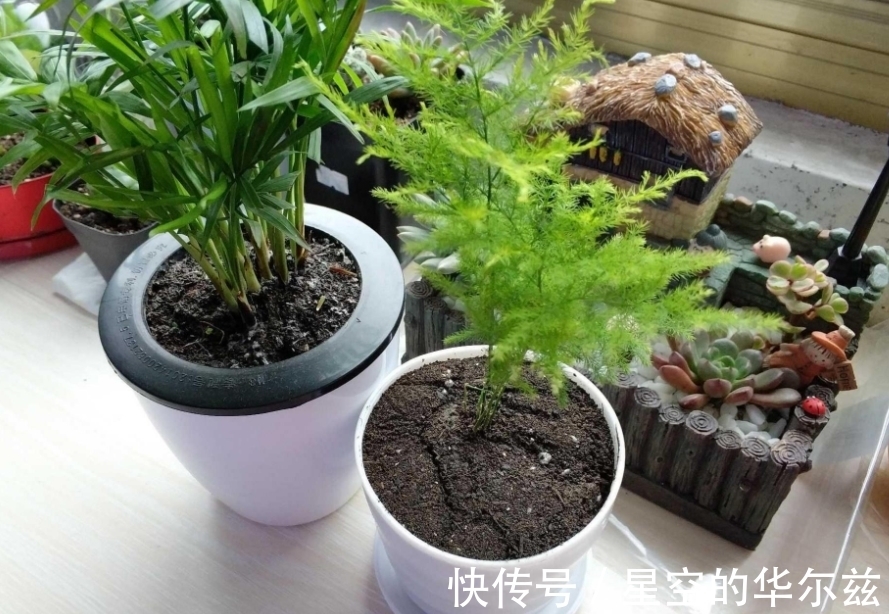 盆栽|文竹有“3爱3怕”,12月盆栽落实到位,枝叶翠绿粗壮