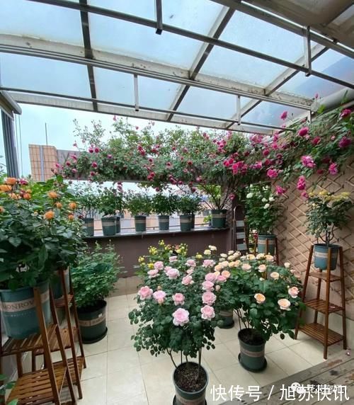 花期|“最累”的8种花,花开连续几个月,一次开花几百朵!