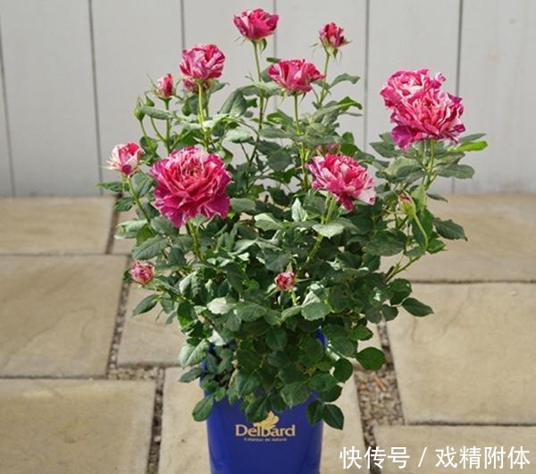 此花抗病性很强,非常耐热,花期又长,优点很多,是盆栽佳品!