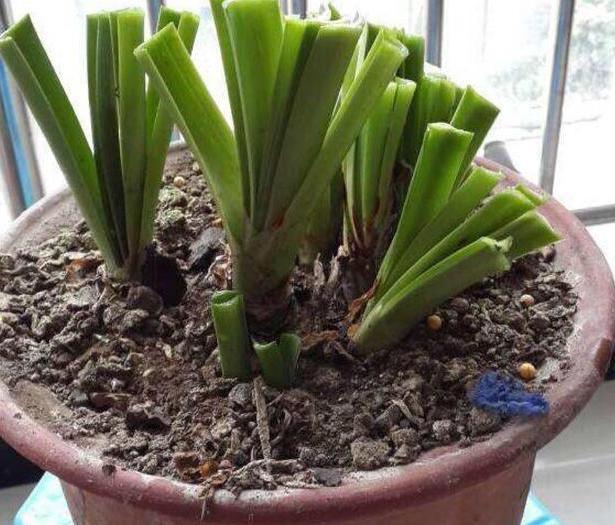 怎么才能拥有天价盆栽君子兰这么操作，一片叶子就够了