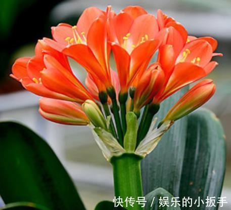 卧室养花,首选这3款,净化空气颜值高,摆上两盆睡觉香