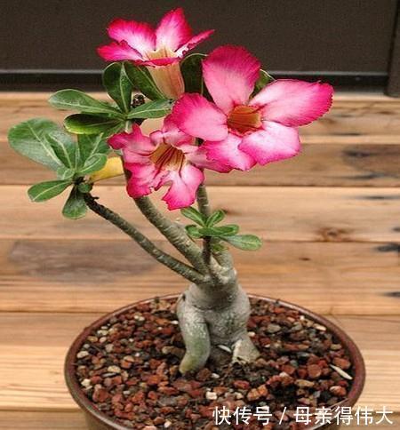 养花试试这几款,花色是黎明红,高贵典雅